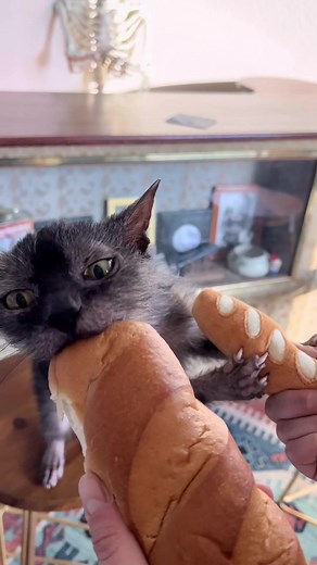 Chupacabra Cat Chooses Between Toy and Real Bread