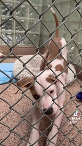 5.6K views · 369 reactions | Puppies! We have them. Come adopt today! | Pennsylvania SPCA | Facebook