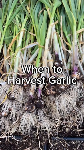 48K views · 419 reactions | Garlic Harvest Time? Here’s How to Know....