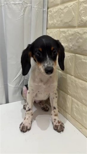 JJB Doxle Puppy (Male)2