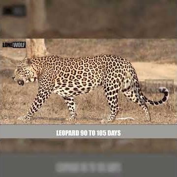 Here are the gestation periods for a variety of animals Shorts #secretsofthejungle #wildlife