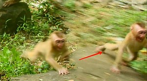 6.1K views · 158 reactions | Poor little monkey terrific run screaming escape from big monkey beaten | Adorable Monkey | Facebook