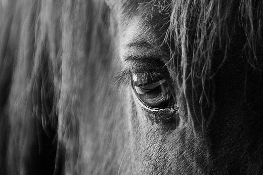 Exciting Horse Running Moments at Cannock Chase