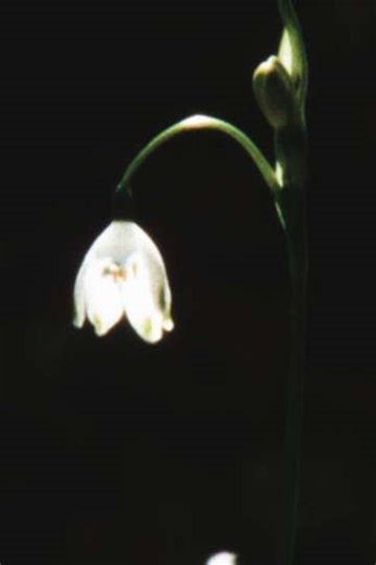 how to make magic - Movie