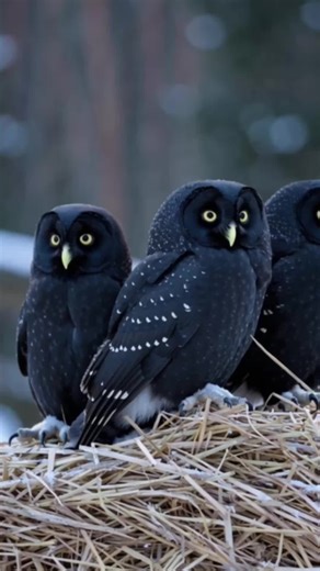 Exploring the Mystique of Nocturnal Owls