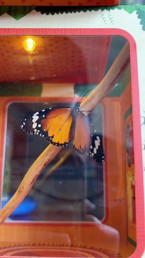 Isn't it fun to watch the box where butterflies grow and finally fly?#toy #toysforkids #tiktoktoy #butterfly #observe #child #childtoy #gift #fyp