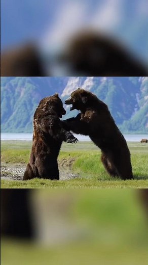Craziest Bear Fight Ever Caught on Camera‼️🐻😱🤯