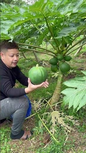 沖縄の古宇利島産青パパイヤを今季初収穫!!先祖の畑を使わせてもらっているので仏壇に供えて報告＆豊作祈願してきました!(^^)! #shorts #ちむどんファーム #PAPAYA #パパイヤ農家