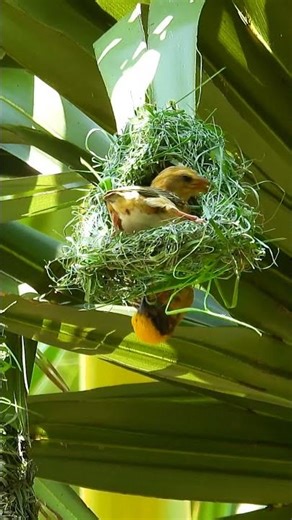 We Won't Believe How Birds Build House 16#bird #nature