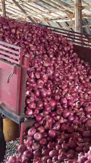 Fresh Onion Export to USA 2026 | Premium Indian Red Onion Supplier | Bulk Supply