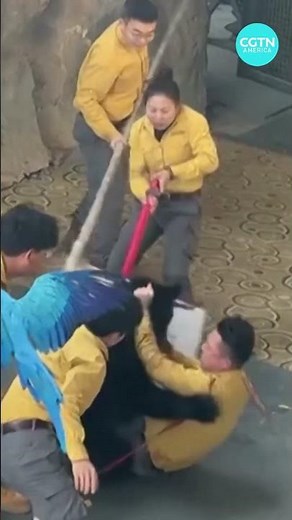 Bear attacks handler at wildlife park in China