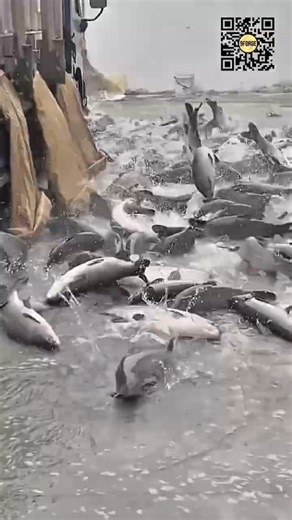 Efficient Fish Unloading Technique from Insulated Truck Containers #9forge