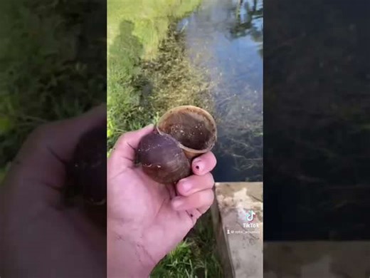 Why apple snails are so invasive?