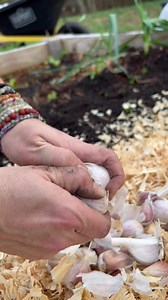 Round two of planting garlic… this time I’m planting a regular-sized variety called Music. It’s a hardneck garlic, generally regarded as the most prized porcelain type. It produces very large bulbs with some pink tint and purple striping. It is said to be of excellent flavor, pungent but not too hot. For a little more detail on planting, check out my previous video. #garlic #plantinggarlic #garden #gardening #gardentok #fallgardening #backyardgardening #grow #growfood | Lil Urban Farm