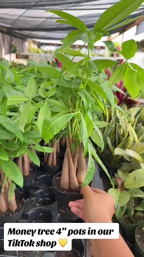 Money trees in out shop 💚