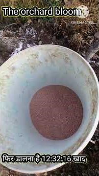 The right way to fertilize an apple orchard (a practical guide for this year) 👇