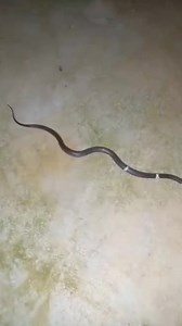 Id please | Amila Perera