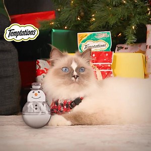 3.6K reactions · 141 shares | Fill your cat’s head with visions of treats & toys. Stock your pantry with savings when you order TEMPTATIONS™ cat treats. | Chewy | Facebook