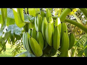 Blue java banana hawaii / ice cream banana