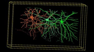 1.4K views · 54 reactions | Announcing the MICrONS Explorer: A virtual observatory of the cortex  microns-explorer.org. | This data portal includes #openscience #electronmicroscopy based reconstructions of cortical circuitry from mouse visual cortex. ••• #Neuroscience researchers can visualize, annotate, and share this segmentation & image data using Neuroglancer. Explore connectomics in layer 2/3 >> https://layer23.microns-explorer.org/ | Allen Institute | Facebook