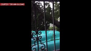 5.5K views · 11 reactions | POWER LINES SPARK: Viewer Tori Ann Guilsano sent us this video, showing power lines sparking as a huge tree is uprooted by Hurricane Irma. | Fox 4 | Facebook