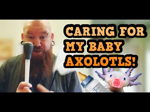 HOW I CARE FOR MY BABY AXOLOTLS!