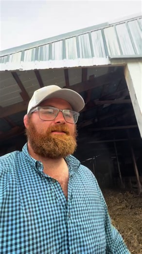 Pt 2. Getting backgrounding barn ready for new group of calves. Vaccination Protocol. #costellocattle #familyfarm #sustainablefarming #countryliving #farmlife #calfcare #farming #farmtotable | Costello Cattle