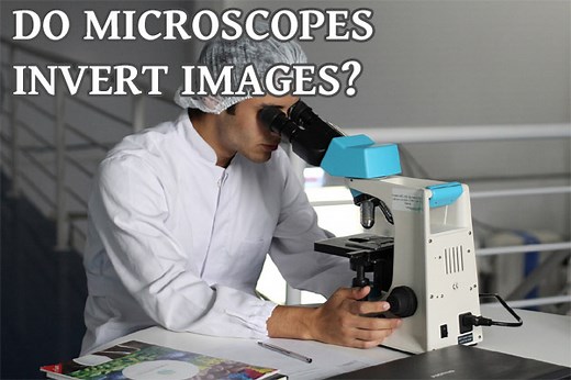 Do Microscopes Invert Images? Why Does it Happen? - 3DBiology.com
