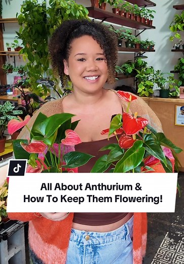 Caring for Anthuriums: Tips for Thriving Blooms