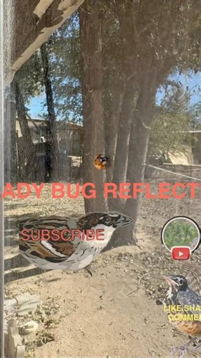 Lady Reflect #shorts #ladybug #ytshorts