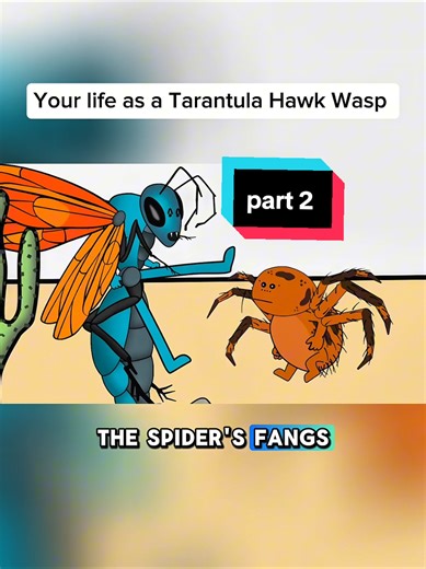 Part 2| Why it sucks to be born as a Tarantula Hawk Wasp #animatale #wildlife #education #animals #10kfollowrs #tarantula #tarantulahawkwasp