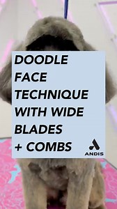 29K views · 198 reactions | Shaping a doodle face is all about technique—and the right tools. ✨ Watch #ANDISGROOMING Global Educator Nathan Austin create a balanced, fluffy finish using #ANDISGROOMING wide blades and combs for efficiency and precision. | Andis Grooming | Facebook