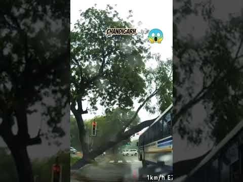 tree falling on bus #trending #viral #tree #bus