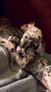 6.8K views · 297 reactions | Nighty night!  —— Love setters as much as we do? Hit that follow my page! -  by @juneytheenglishsetter | English Setter Dog | Facebook