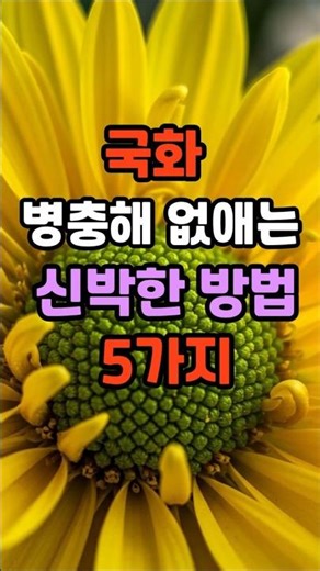 예쁜데 벌레가 꼬인다구요? 국화 병충해 없애는 신박한 방법 5가지