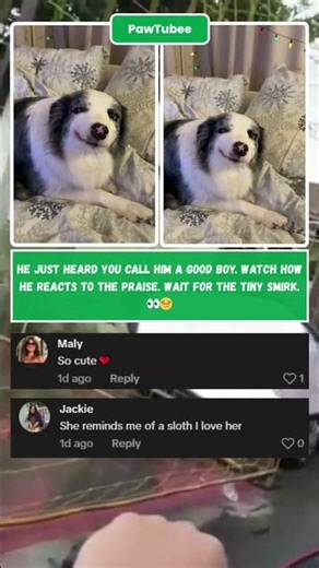 Good Boy SMIRK! 😂 Watch this dog react to praise! 🐶 #DogLover #Shorts #Funny