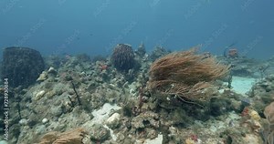 A beautiful sea plant moving with the current in the shallow waters of the Caribbean ocean.