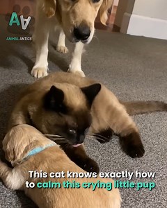 84K views · 2.9K reactions | Cat co-parents crying puppy | Animal Antics | Facebook