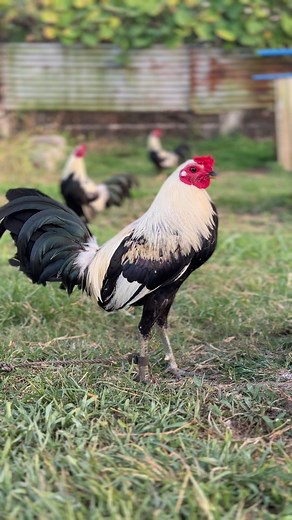 Exploring Sabong: The Tradition of Chicken Fighting