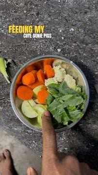 Feeding my gunie pigs #aquarium #exoticaquariumfish #gunieapig #cutepets