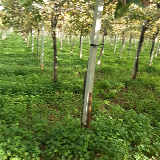 La fertilisation menirale de fond de la vigne et de l’arboriculture fruitière. Le Phosphore P2O5 et potassium K2O avec l’Azote ,ils constituent les éléments majeurs indispensables au développement de la plante et à l’obtention de bons rendements . C'est deux éléments se déplacent lentement dans le sol,c'est pour cela ils est conseiller de les epandrent de automne à début d’hiver pour qu’ils puissent atteindrent les racines grâce aux précipitations . S'ils sont epondus il faut les enfouirent par