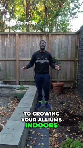 Grow Alliums Indoors Essential Seed Starting Guide