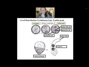 Cycadophyta (continued): Cycad Reproduction
