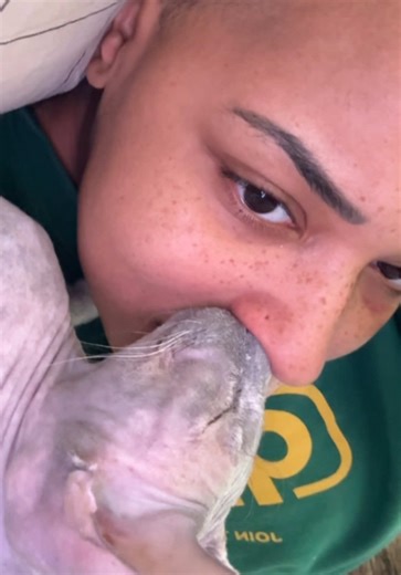 Exploring the Uniqueness of Sphynx Cats