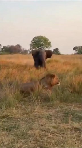 lion vs elephant who is the king of the jungle - African Wildlife| Subscribe to African Safari Guide