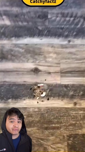 1.1K views | No dust pan no problem  | Arnie | Facebook