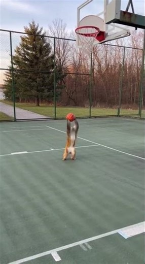 This Monkey Plays Basketball Better Than Humans 🏀😱#ViralVideo#FunnyAnimals#basketballshorts