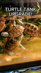 5.8K views · 142 reactions | AMAZING TURTLE TANK UPGRADE!  | DanTheTurtleMan | Facebook