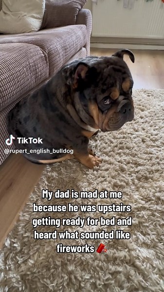 Hilarious Bulldog Videos: TikTok's Funniest Dog Moments