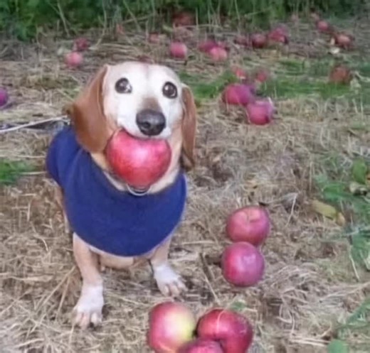 Dog with Apple: Fun Moments Captured on Camera